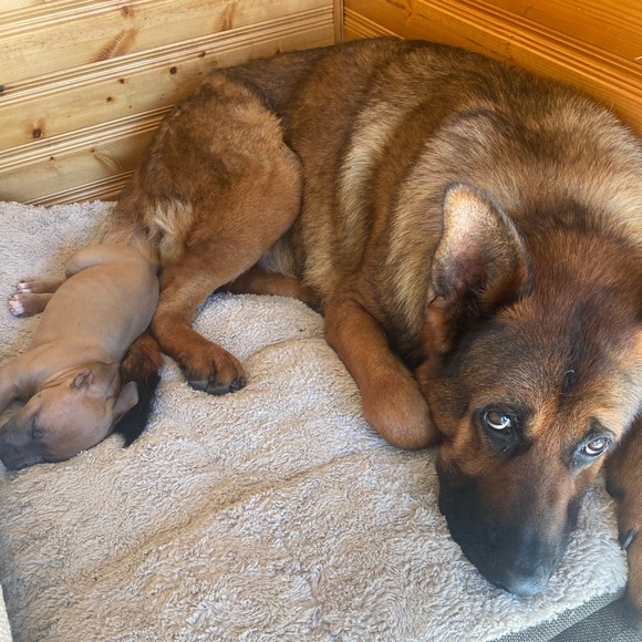 Meet your Posher, Kendra - Picture 3 of 4